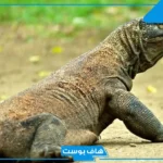 تفسير حلم رؤية الورل في المنام للمرأة للعزباء والمتزوجة
