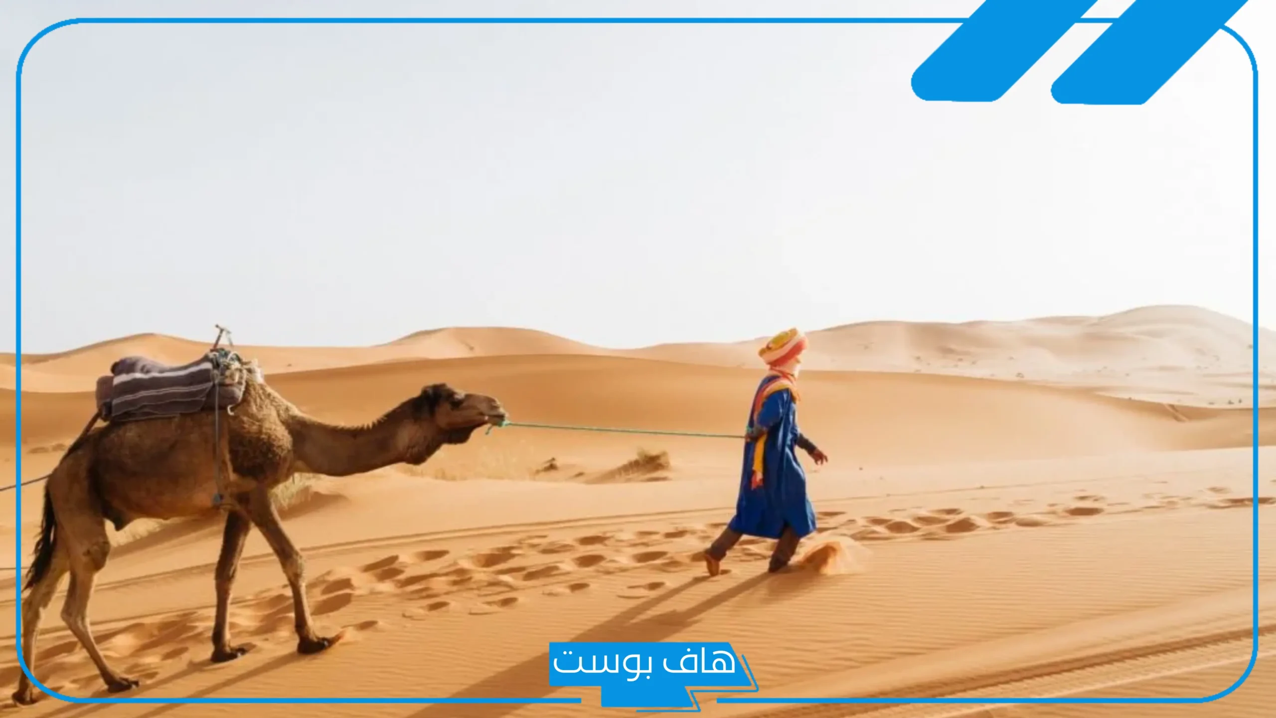 نسب الرويلي وش يرجع، قبيلة الرويلي من وين.. بطون عائلة الرويلي