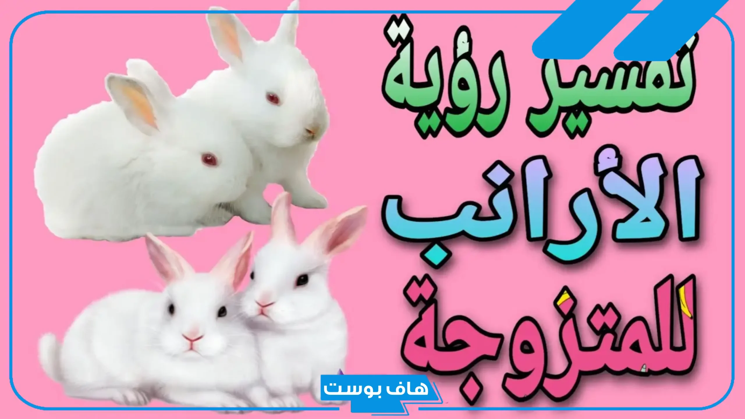 تفسير حلم الارنب في المنام للمرأة المتزوجة والعزباء ورؤيته لابن سيرين