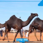 تفسير حلم رؤية الابل في المنام للمرأة المتزوجة لابن سيرين