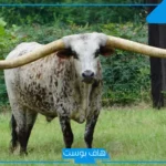 تفسير حلم الثور في المنام والهروب منه لابن سيرين للمتزوجة والعزباء والمسحور