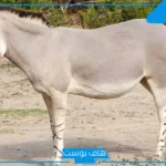 تفسير حلم رؤية الحمار في المنام للمتزوجة والعزباء والمسحور لابن سيرين