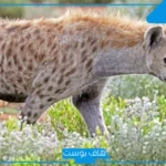 تفسير حلم الضبع في المنام للرجل والمرأة المتزوجة والعزباء