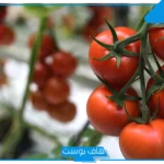 تفسير حلم الطماطم في المنام ورمزها لابن سيرين والنابلسي