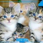 تفسير حلم القطط الكثيرة والخوف منها في المنام للمرأة العزباء والحامل