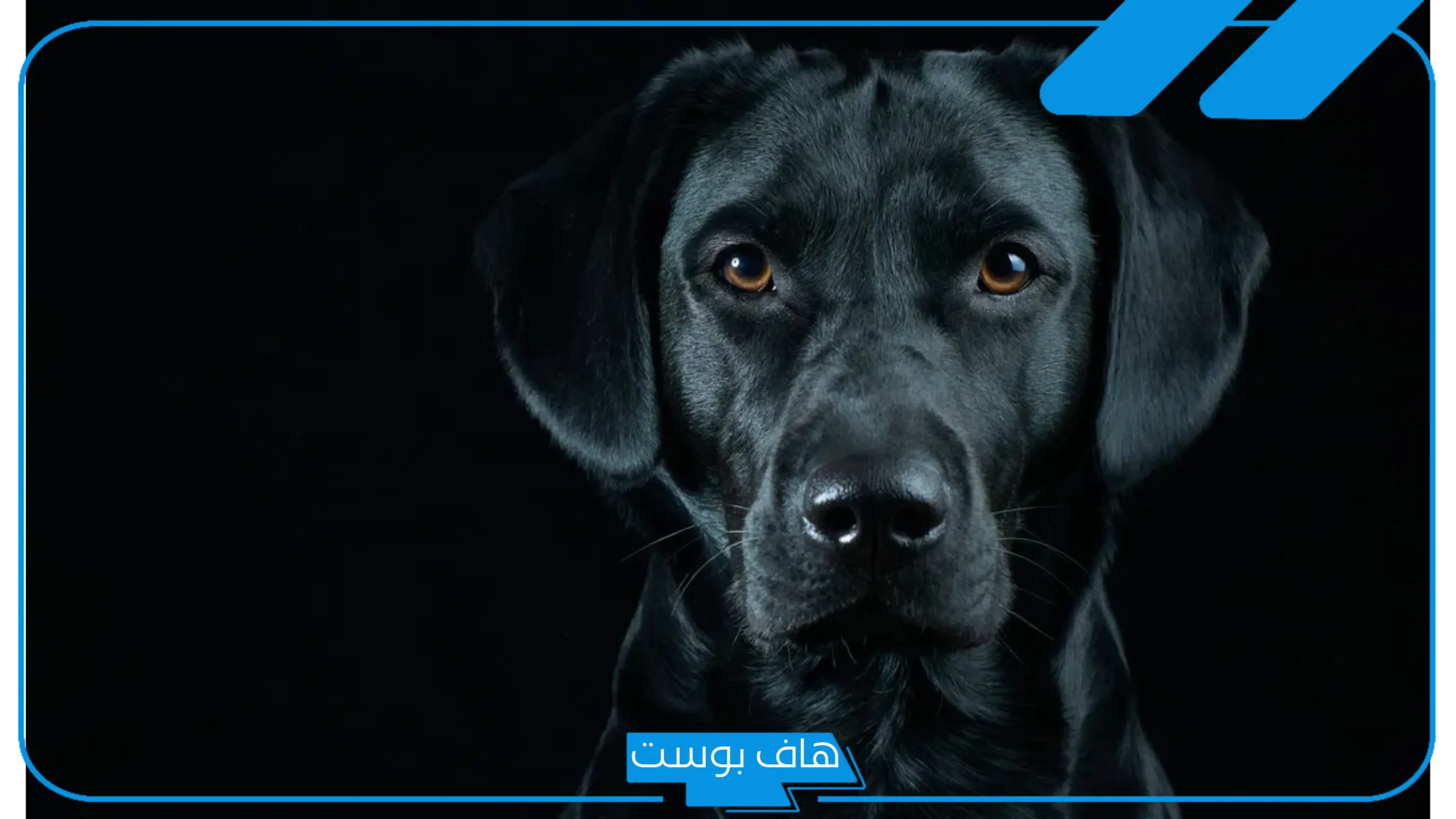 تفسير حلم الكلب الاسود في المنام ورمزه للرجل لابن سيرين