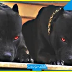 تفسير حلم الكلب الاسود في المنام ورمزه للرجل لابن سيرين