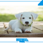تفسير حلم الكلب في المنام بألوانه للمرأة والرجل والخوف منها لابن سيرين
