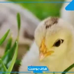 تفسير حلم الكتاكيت الصغيرة لابن سيرين والنابلسي للمطلقة والمتزوجة