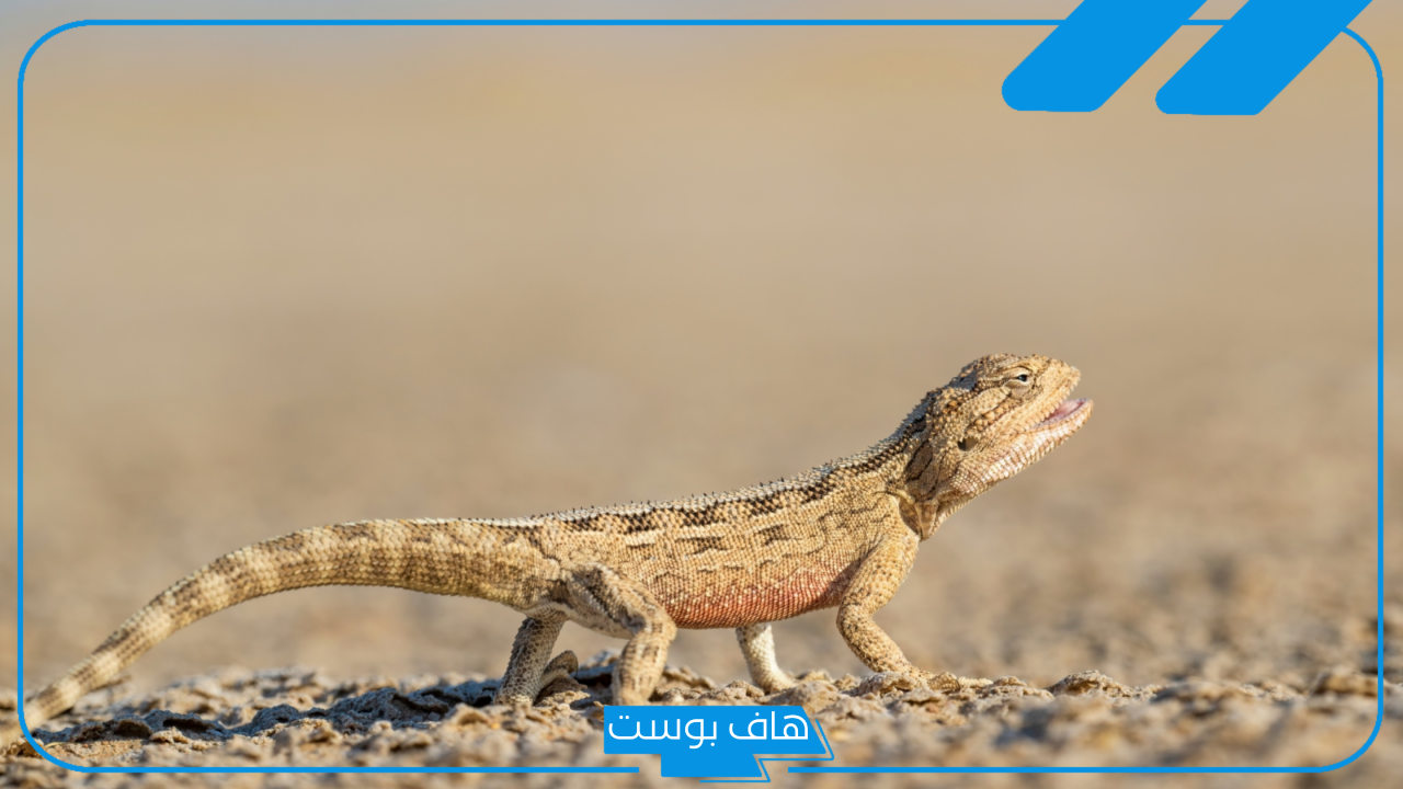 تفسير حلم السحليه في المنام داخل البيت للرجل والمرأة