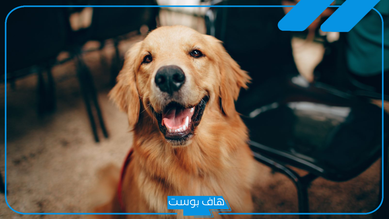 تفسير حلم الكلب في المنام للعزباء والمتزوجة والخوف منها لابن سيرين