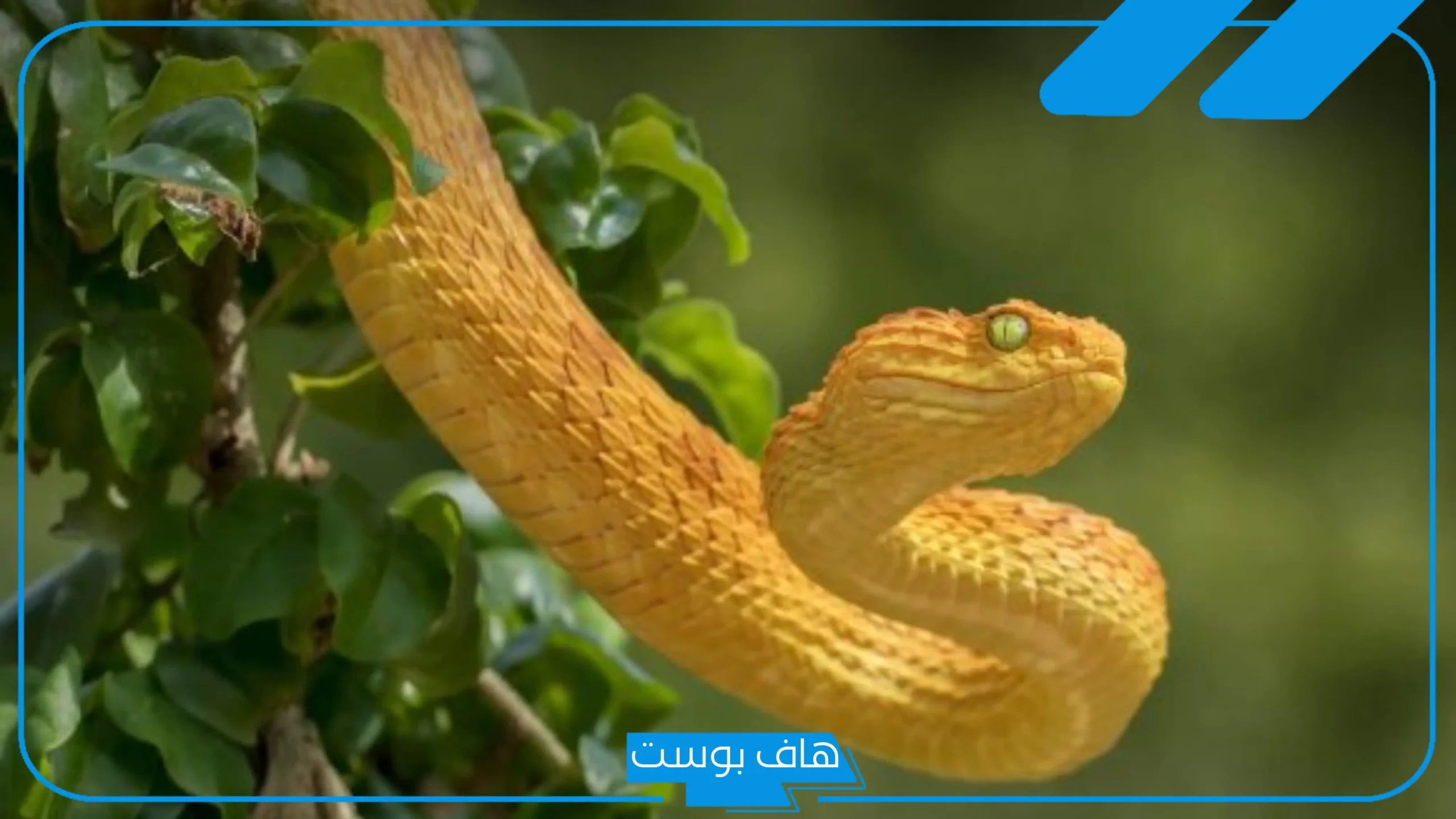 حلمت بثعبان اصفر يهاجمني وقتلته في المنام للرجل لابن سيرين