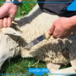 تفسير حلم رؤية ذبح الخروف في المنام لابن سيرين للرجل المتزوج