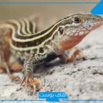 تفسير حلم السحليه في المنام داخل البيت للرجل والمرأة
