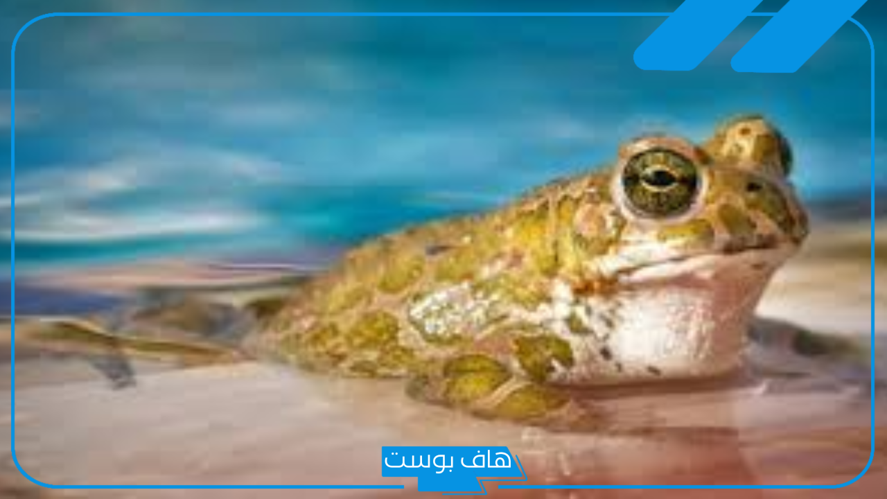 تفسير حلم الضفدع في المنام يلاحقني للرجل والمرأة ورمز الضفادع لابن سيرين