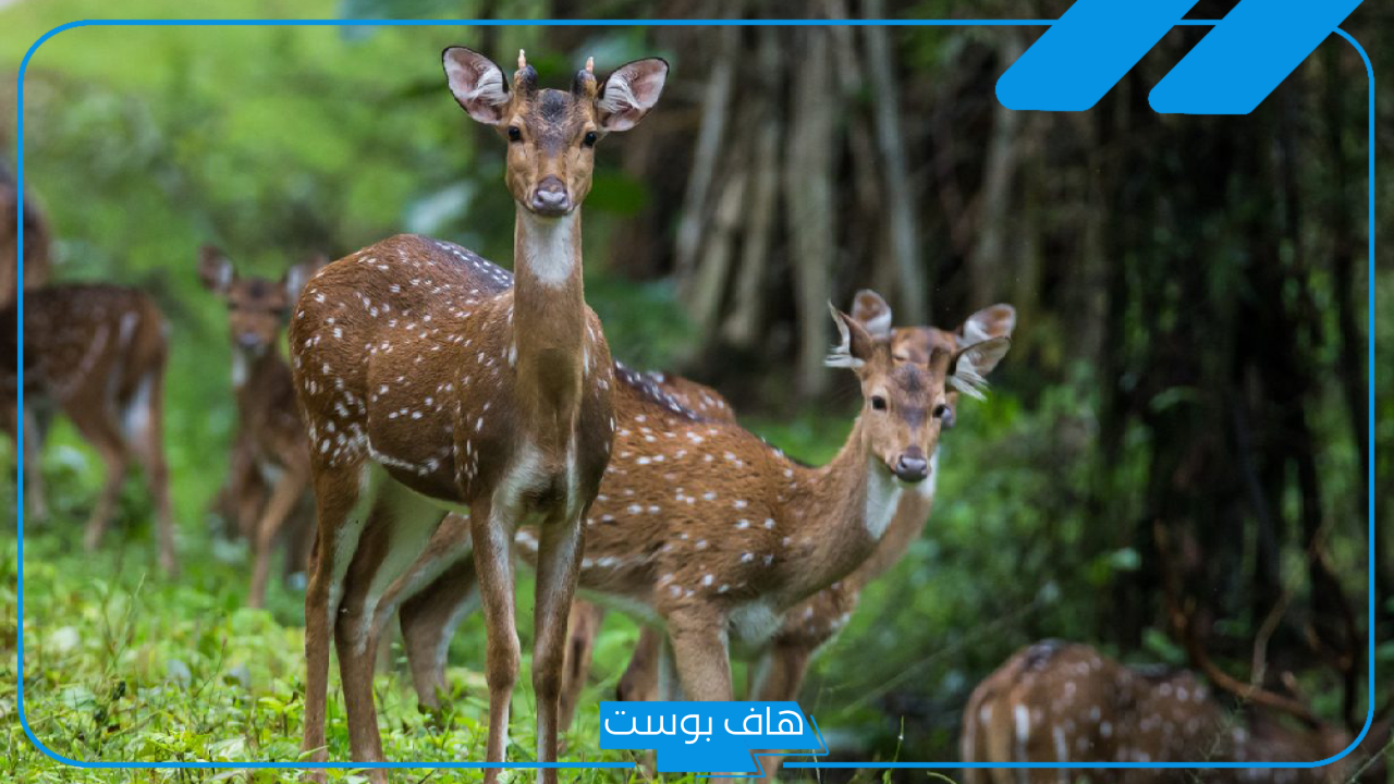 تفسير حلم الغزال له قرون في المنام للرجل والمرأة لابن سيرين
