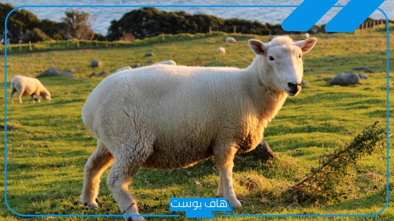 تفسير حلم رؤية ذبح الخروف في المنام لابن سيرين للرجل المتزوج
