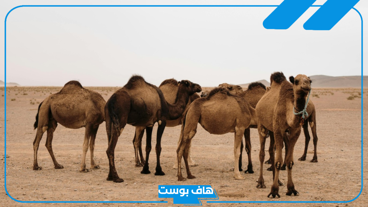 تفسير حلم رؤية الابل في المنام للمرأة المتزوجة لابن سيرين