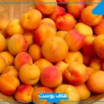 تفسير اكل المشمش في المنام للرجل والمرأة لابن سيرين والنابلسي