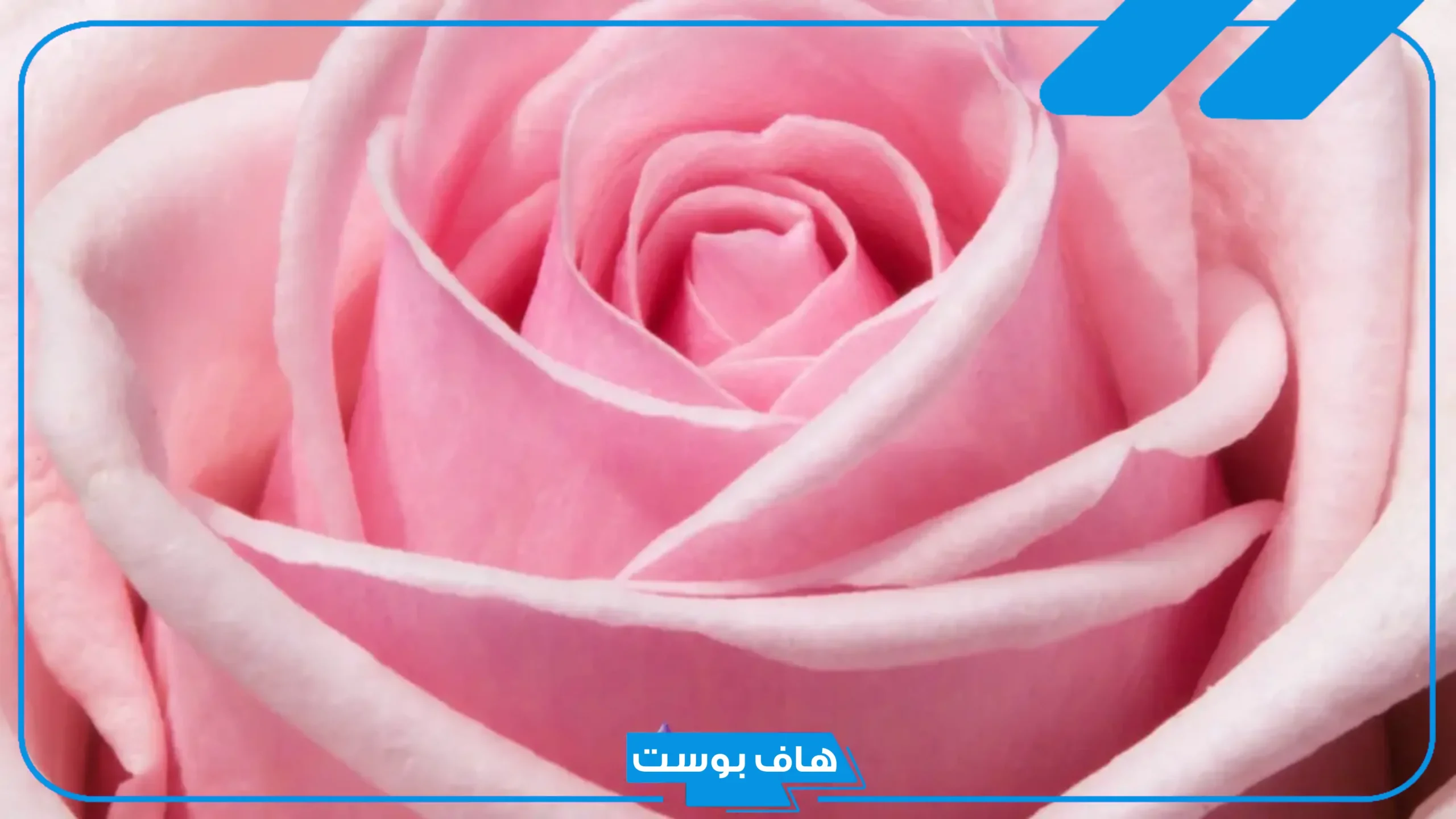 تفسير حلم اللون الوردي في المنام للمتزوجة والعزباء لابن سيرين