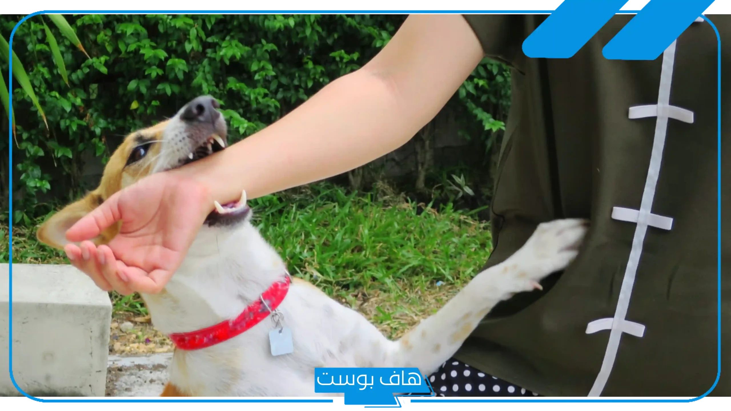 تفسير حلم عضة الكلب في المنام والإصابة فسي اليد المنى للرجل لابن سيرين