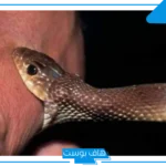 تفسير حلم لدغة الثعبان في القدم  اليمنى والقدم اليسرى لابن سيرين