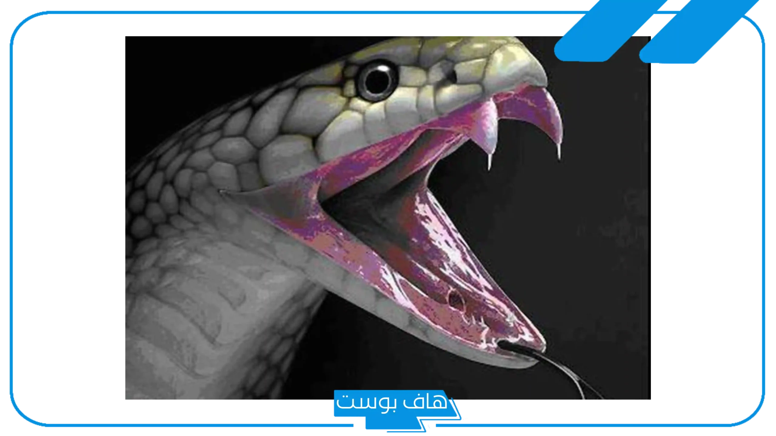 تفسير حلم لدغة الثعبان في القدم  اليمنى والقدم اليسرى لابن سيرين