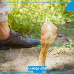 تفسير حلم ثعبان يلاحقني في المنام ويريد لدغي للعزباء