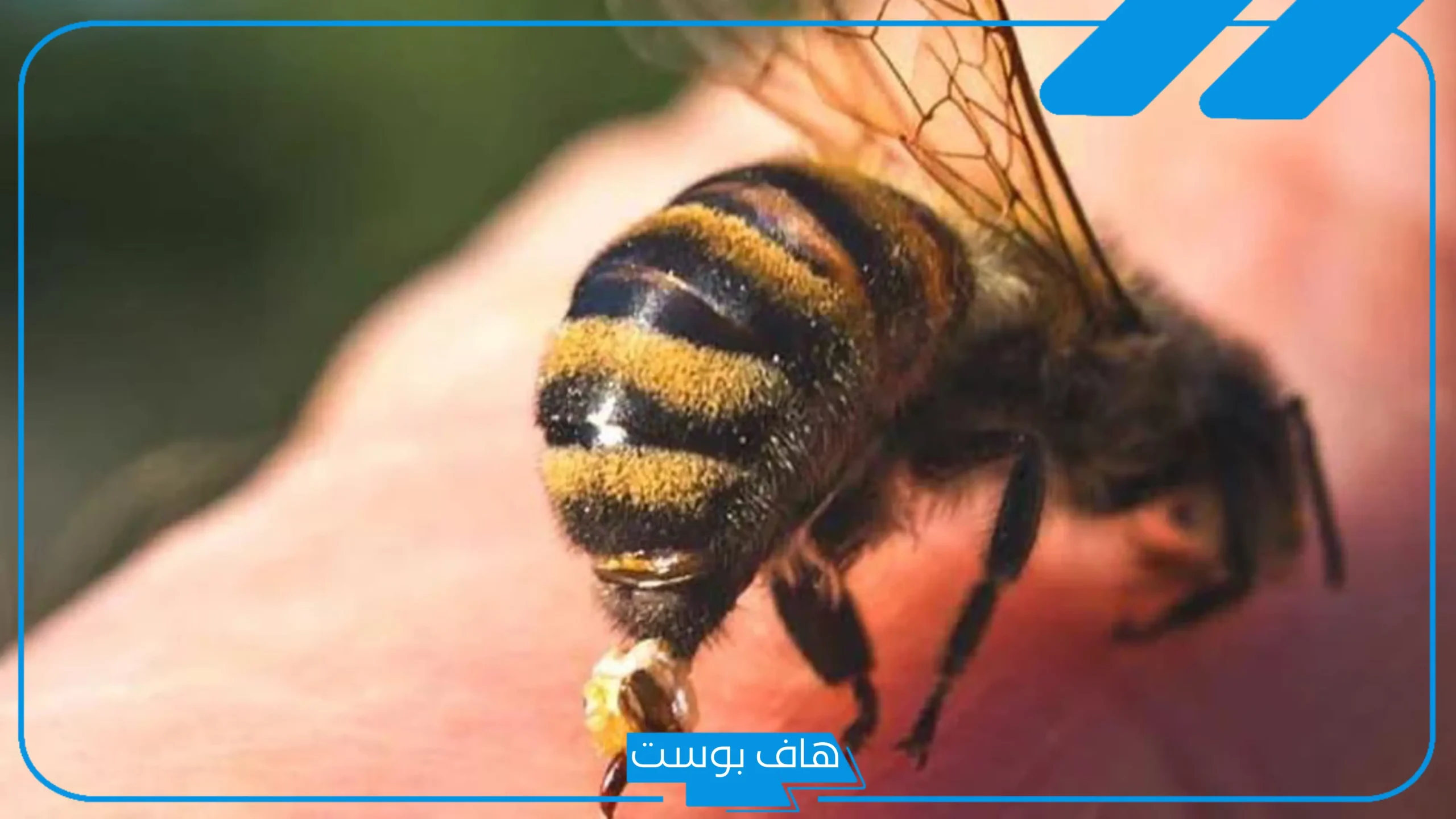 تفسير قرصة النحل في المنام ولسعاته للعزباء والمتزوجة لابن سيرين