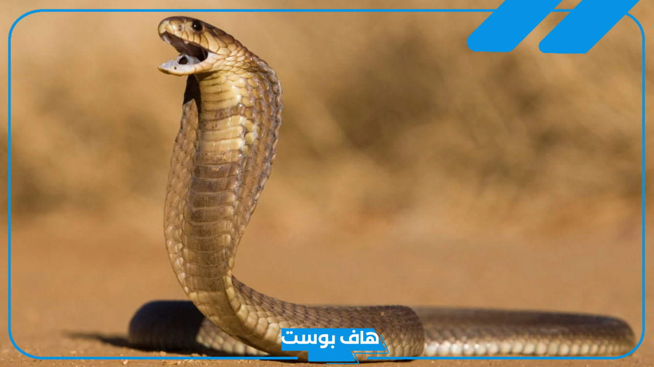 تفسير حلم ثعبان يلاحقني في المنام ويريد لدغي للعزباء