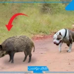 تفسير حلم رؤية الخنزير في المنام ورمزه لابن سيرين للرجل والمرأة