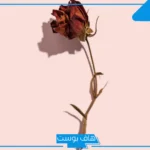 تفسير حلم موت الام ورجوعها للحياة مرة أخرى في المنام لابن سيرين