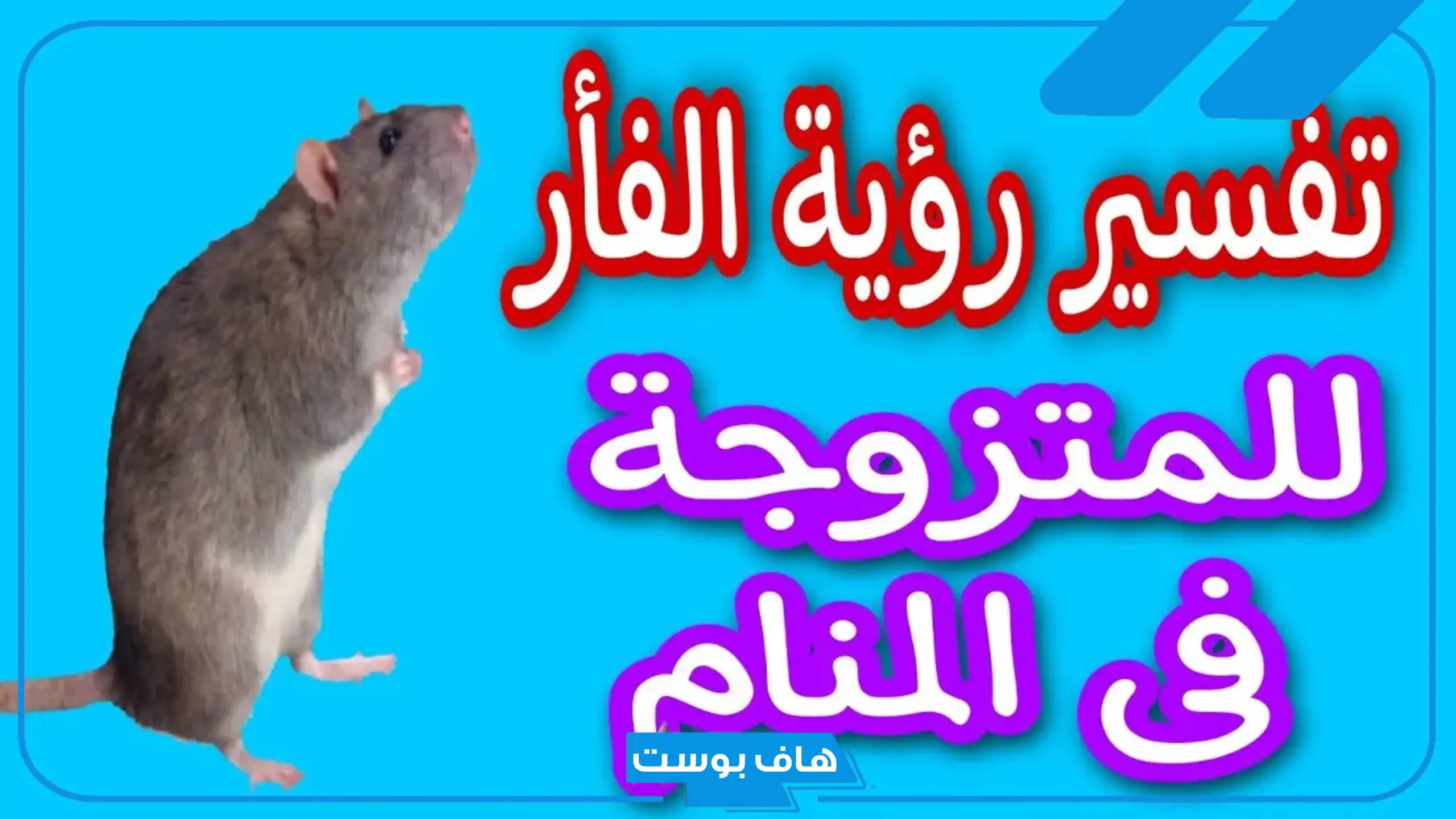 تفسير حلم الفئران الكثيره في المنام وقتلها للمرأة لابن سيرين