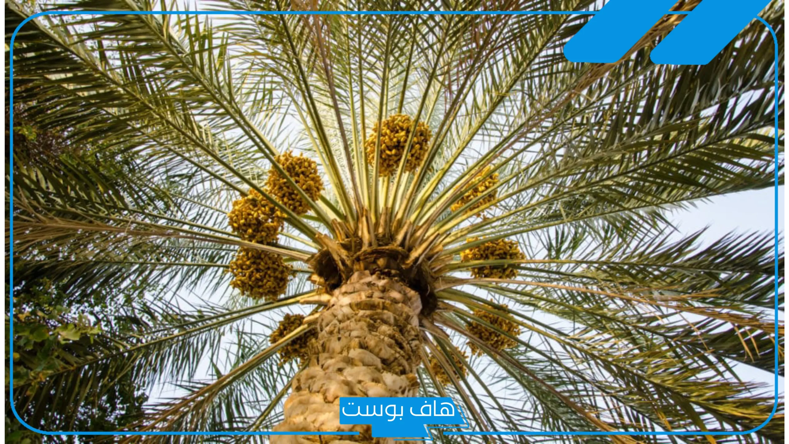 تفسير حلم رؤية النخل في المنام كبير وصغير للرجل والمراة لابن سيرين