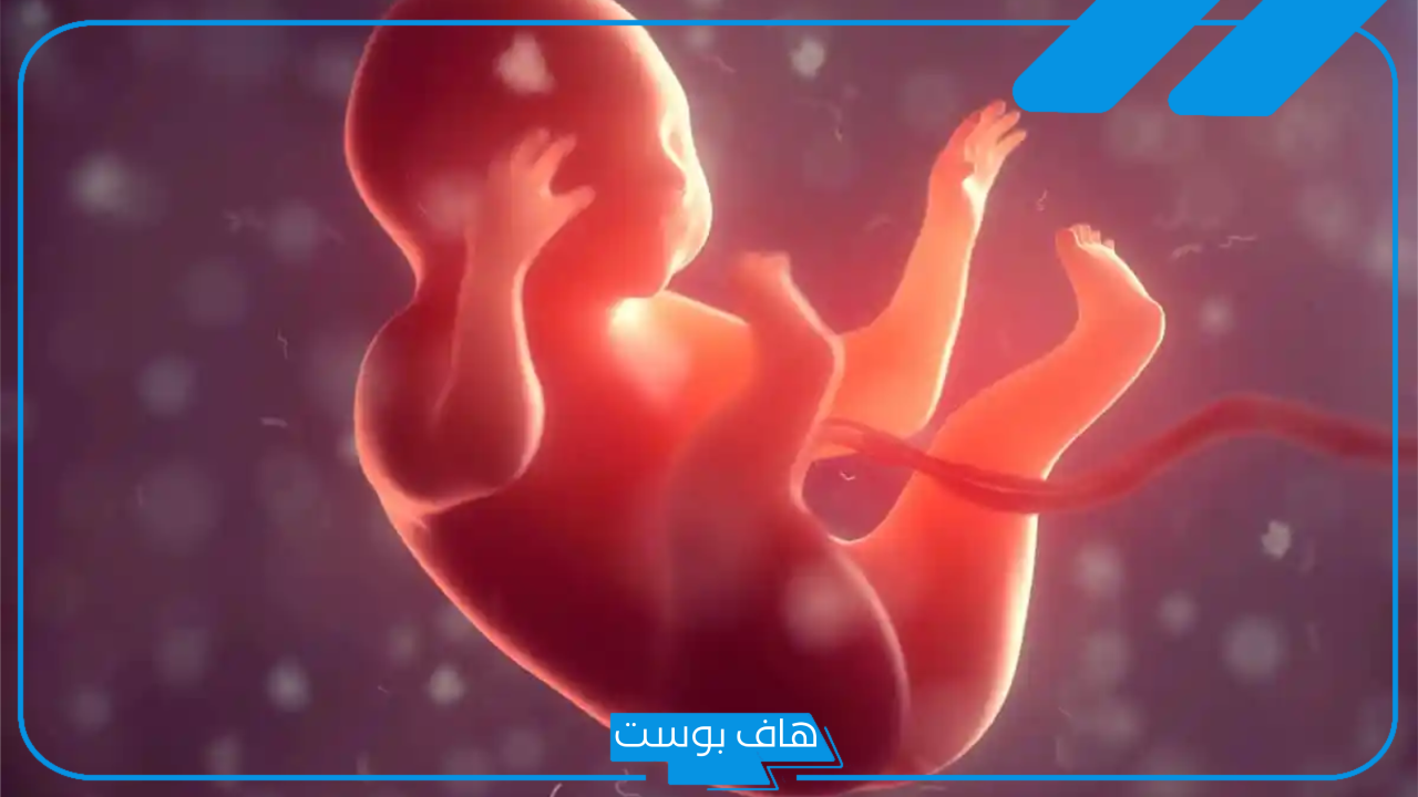 تفسير حلم رؤية الجنين في المنام للحامل والمتزوجة وغير الحامل لابن سيرين