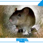 تفسير قتل الفئران في المنام للرجل والمرأة العزباء وعلاقتها بالسحر لابن سيرين