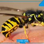تفسير قرصة النحل في المنام ولسعاته للعزباء والمتزوجة لابن سيرين