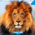 تفسير حلم رؤية الأسد في المنام للحامل والمطلقة لابن سيرين