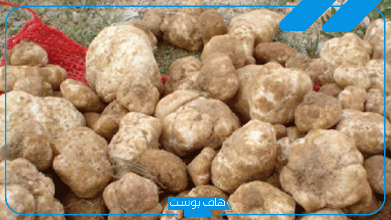تفسير حلم الفقع بالمنام أبيض وزبيدي للحامل والعزباء والمتزوجة