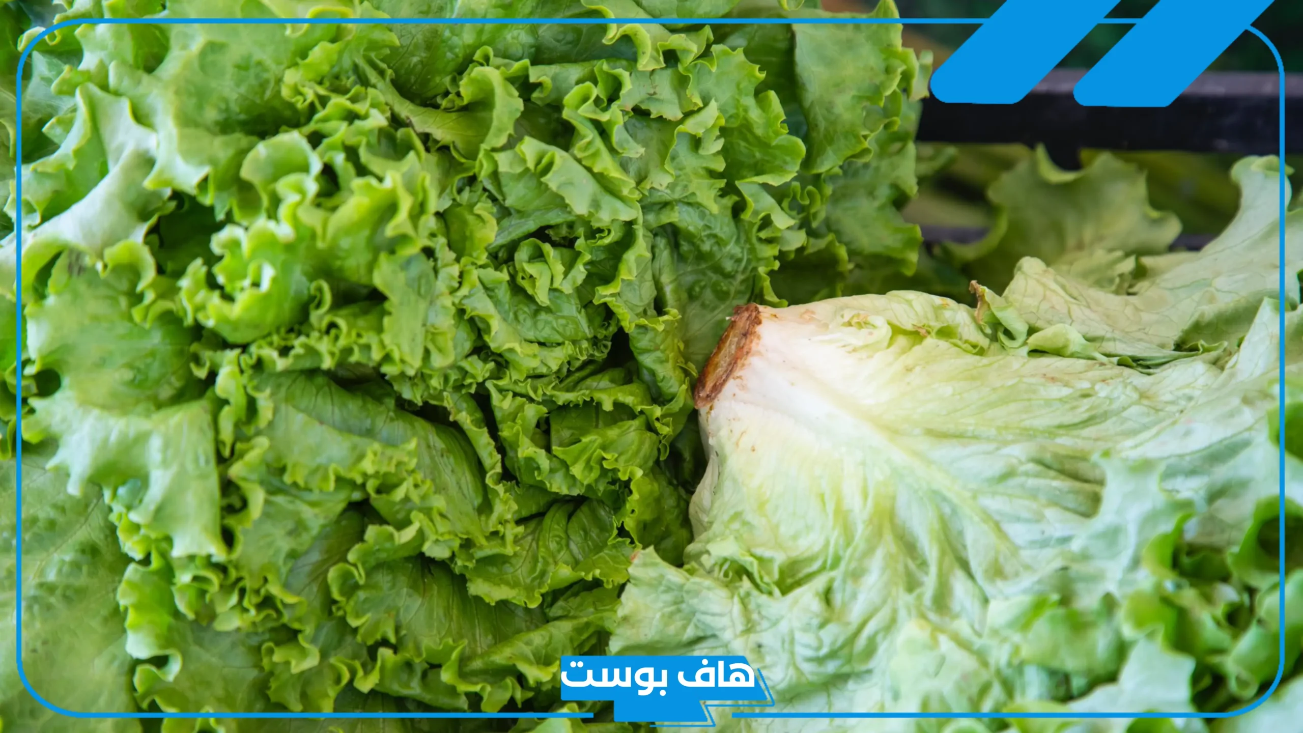 تفسير حلم اكل الخس في المنام للعزباء والمطلقة والمتزوجة لابن سيرين