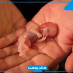 حلمت اني اجهضت وانا لست حامل في المنام للعزباء