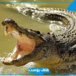 تفسير حلم التماسيح تلاحقني في المنام للرجل المتزوج والمرأة لابن سيرين