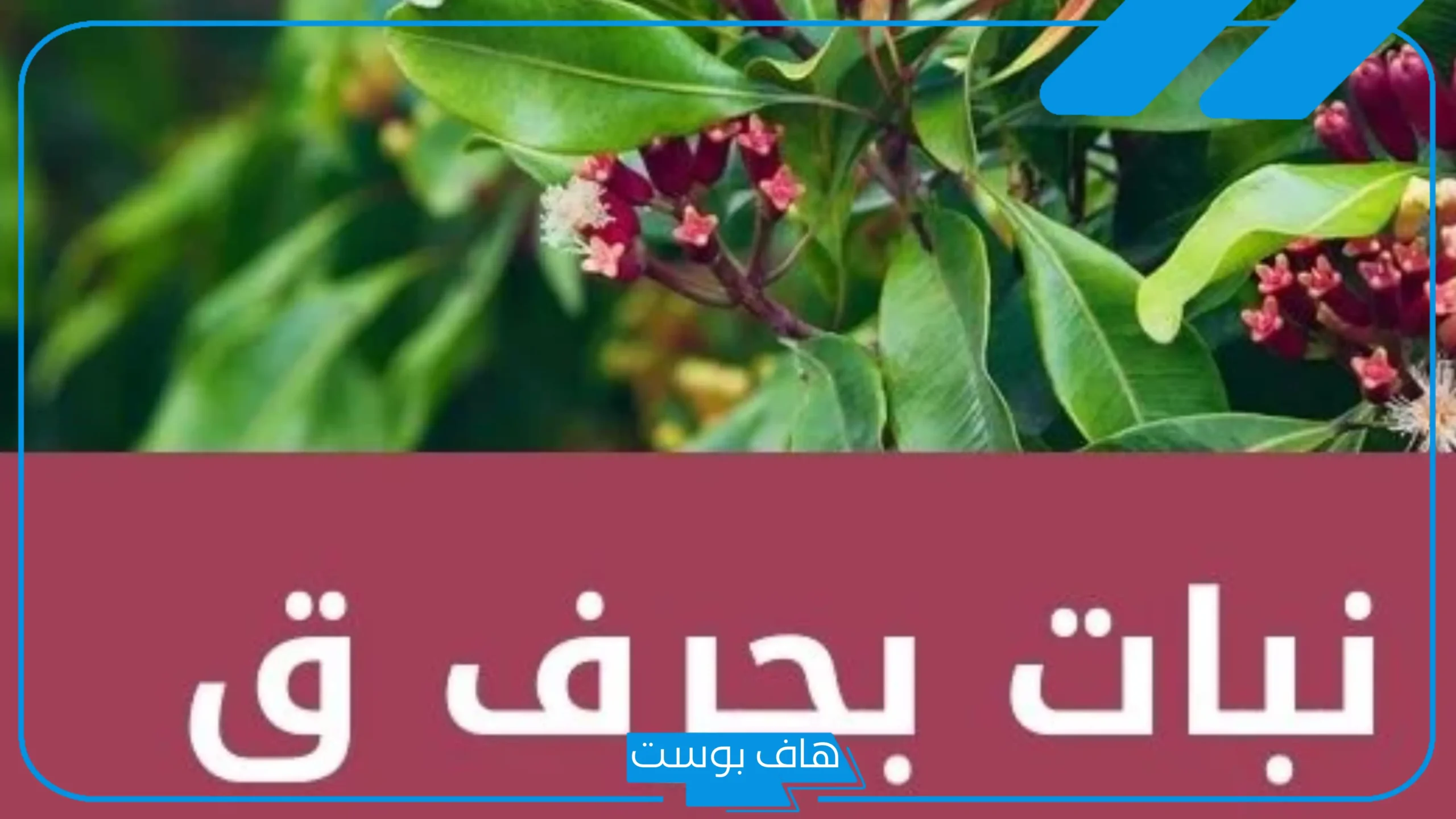 أسماء نبات بحرف القاف من ثلاث حروف، نباتات تبدأ بحرف ق