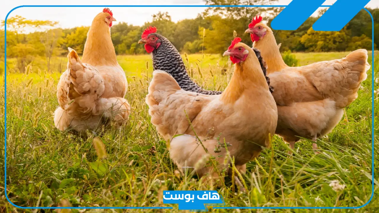 تفسير رؤية الدجاج الملون النيء في المنام للمراة لابن سيرين