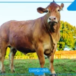 تفسير رؤية البقرة في المنام للرجل والمرأة العزباء لابن سيرين