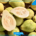 تفسير حلم اكل الجوافة في المنام للعزباء والمطلقة لابن سيرين