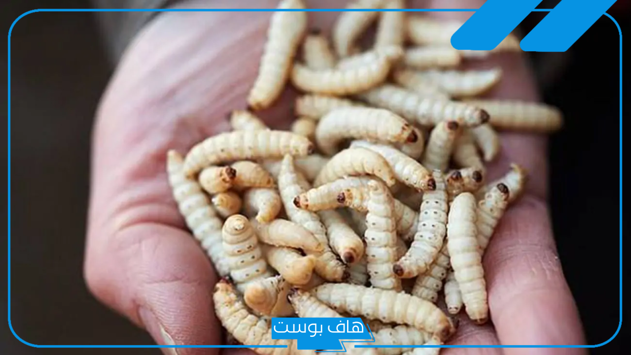 رؤية حلم الدود في الأكل في المنام لابن سيرين للمرأة المتزوجة والعزباء