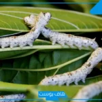 رؤية حلم الدود في الأكل في المنام لابن سيرين للمرأة المتزوجة والعزباء