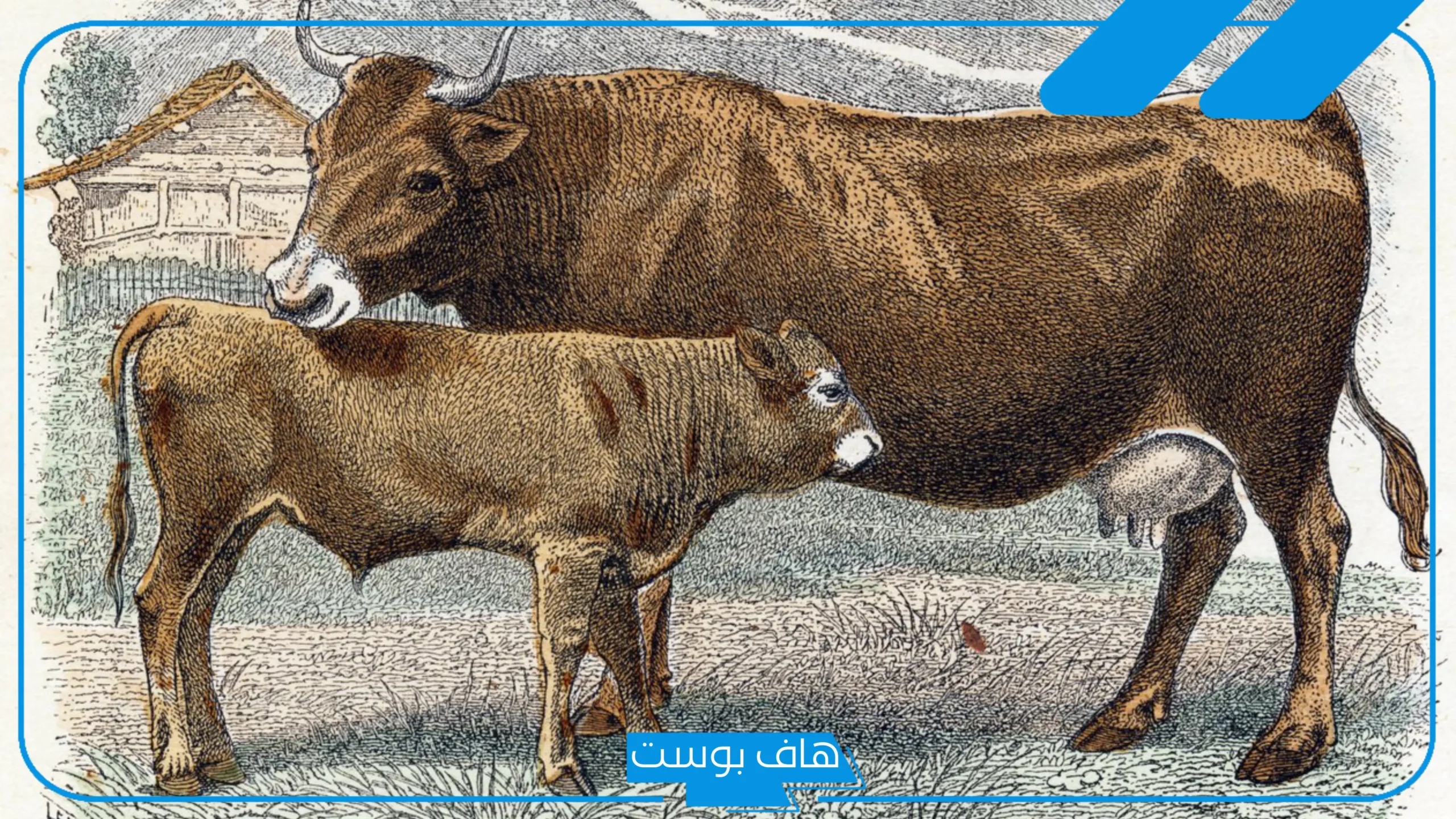تفسير رؤية العجل في المنام لابن سيرين والغمام الصادق