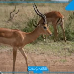 تفسير حلم الغزال له قرون في المنام للرجل والمرأة لابن سيرين